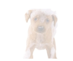 soapy dog
